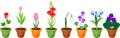 Set of different species of garden flowers in flowerpots Royalty Free Stock Photo